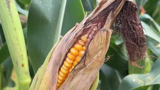 秋天成熟的玉米特写农业