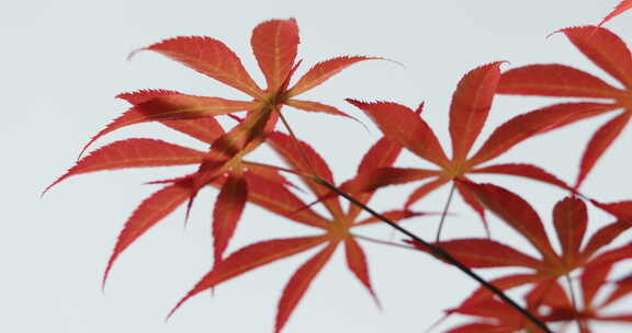 春天日光小清新红色鸡爪槭