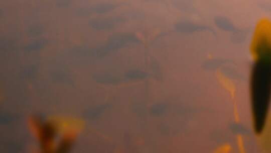 水中游动的蝌蚪视频素材模板下载
