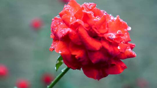 雨天朦胧唯美玫瑰菊花宣传特写大自然蜜蜂