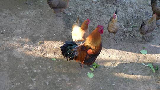 散养的鸡在户外农村果园走动视频素材模板下载