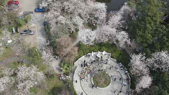 春天人们出门赏花，望月公园樱花盛开成海
