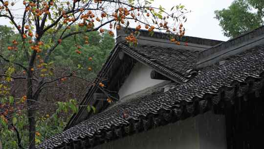 下雨天古风建筑前的柿子树