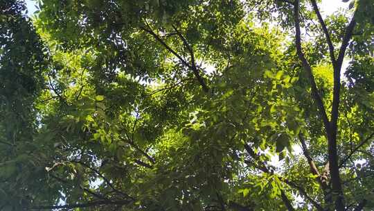 城市绿化参天大树蓝天下风吹树叶植物实拍