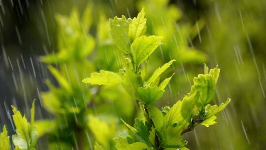 雨成组镜头合集