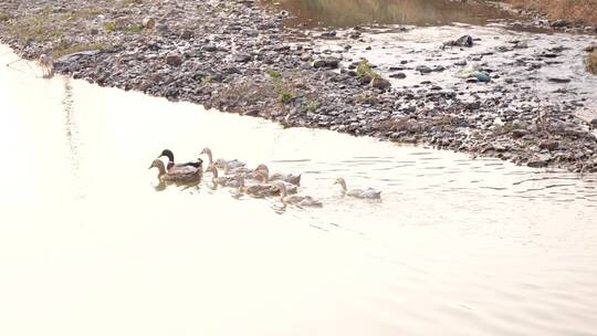 乡村小溪边的鸭子视频素材模板下载