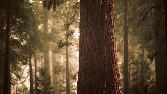 红杉林的巨型红杉视频素材模板下载