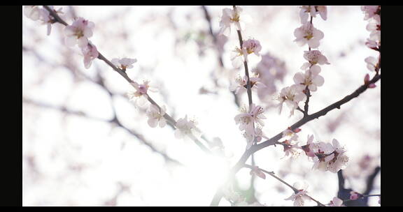 桃花/春天/花朵/清晨