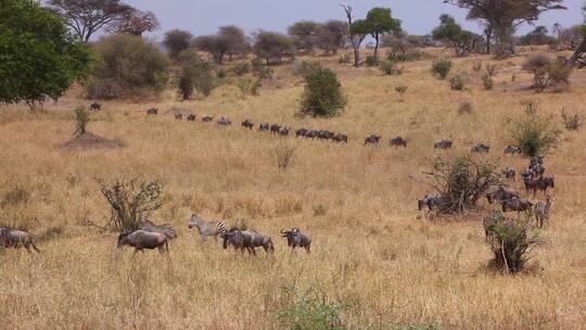 角马在非洲坦桑尼亚塞伦盖蒂平原迁徙