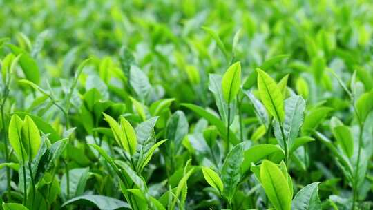 合集清明茶茶园茶山茶叶茶业茶叶茶文化茶树