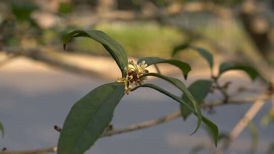 桂花 桂树 桂花香