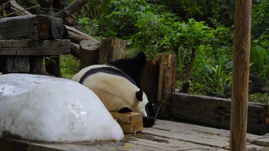 大熊猫趴在木头上休息