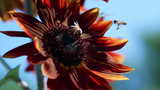 向日葵蜜蜂采蜜，红色向日葵盛开绽放高清在线视频素材下载