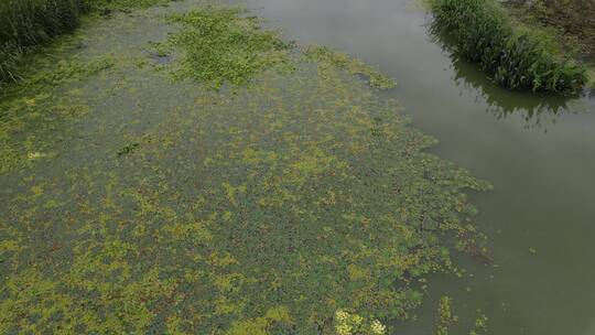 水资源污染治理河道实拍视频