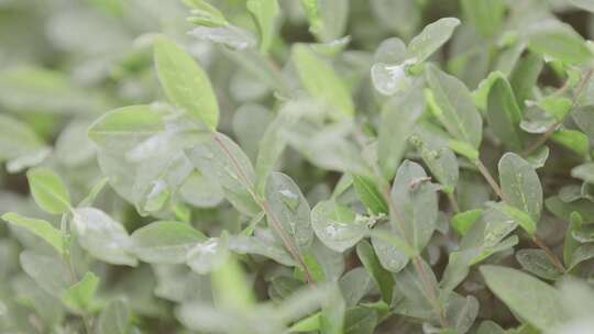 雨后的园林绿植挂满水珠