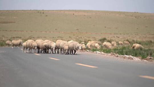 中国西部甘肃省草原上的放牧羊群