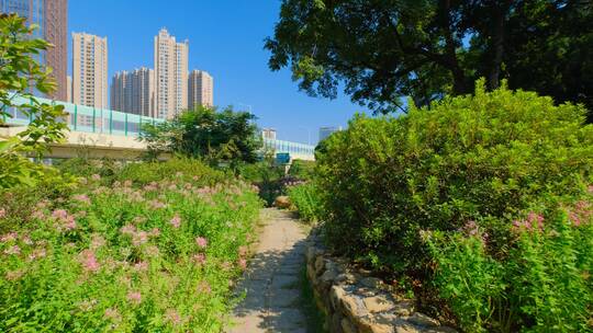 田间小路 花园 公园 花坛 醉蝶花