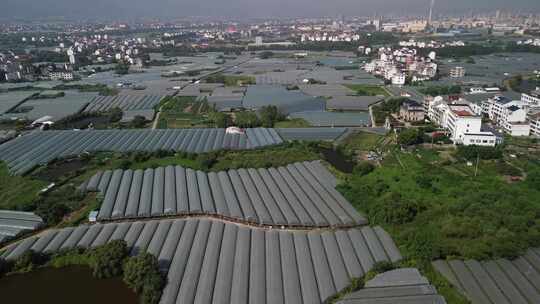 农村大片农业大棚果园航拍