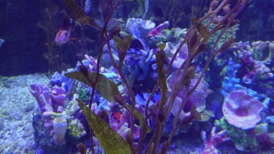 海洋生物觅食潜水海藻海带