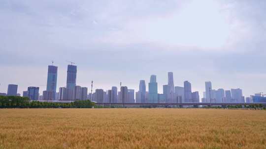 杭州城市建筑与麦田高铁同框风景