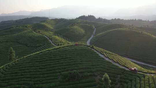 航拍视角恩施鹤峰茶山