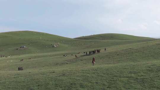 牧人在草原上放牧