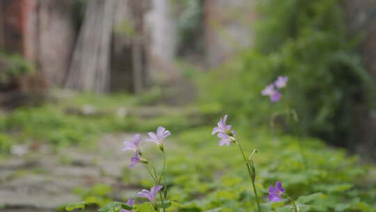 佛山三水 长岐古村