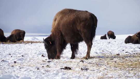 毛茸茸的野牛水牛带着耳标在下雪的冬季mtn围场散步
