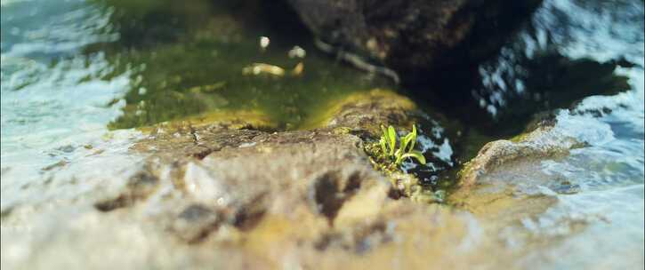 水、岩石、植物、幼苗