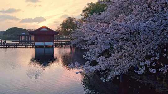 杭州西湖樱花