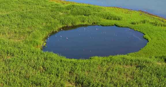 杭州钱塘大湾区湿地公园航拍视频