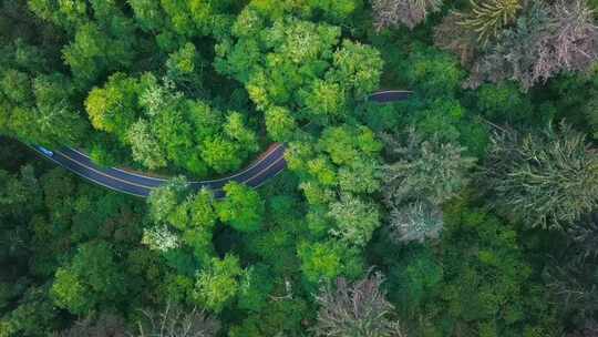 从上面的镜头来看，一条道路在茂密的森林植