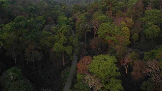 森林树林热带雨林古茶林古茶树林