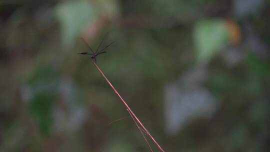 蜻蜓在枝头飞走又飞回