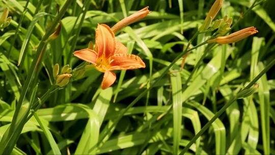 橙黄色的百合花视频素材模板下载