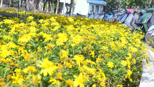 秋菊/太阳菊