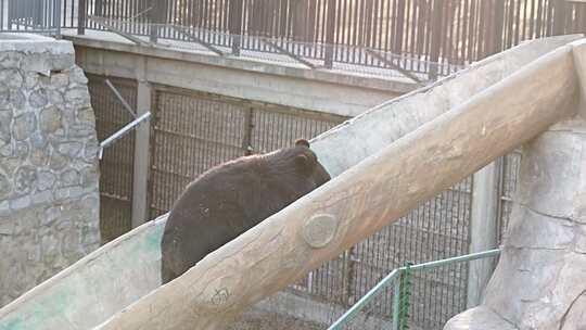 黑熊 大黑熊 动物园 动物 成年黑熊