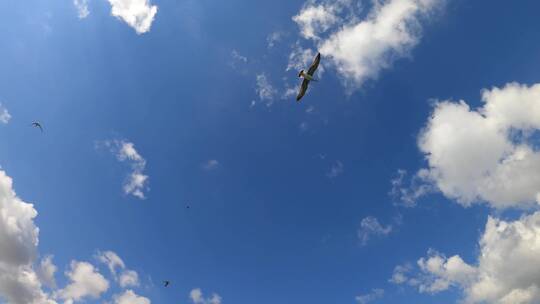 海鸥在蓝天中翱翔视频素材模板下载
