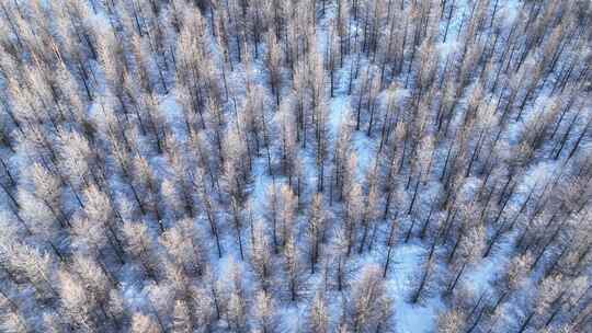 雪原人工林松林