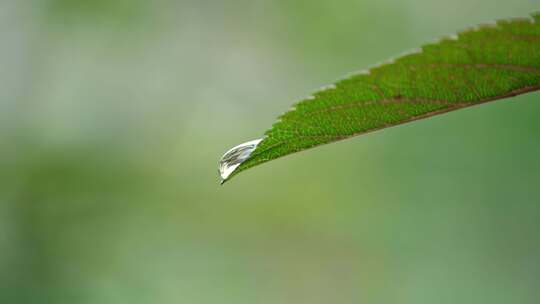 树叶露珠 果子雨滴