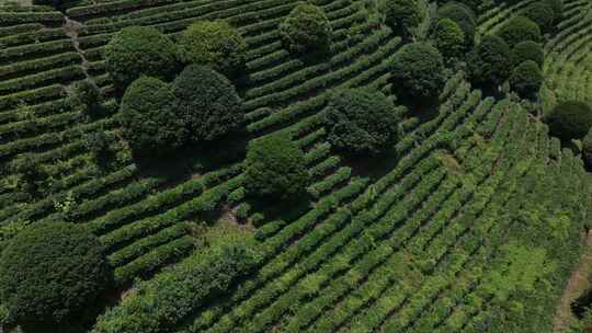 茶叶 茶园 抄茶 中国茶 茶天下 茶