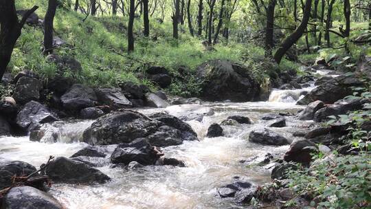 森林中 山泉小溪水