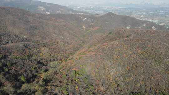 秋天的龙山红叶美不胜收（无滤镜可调色）