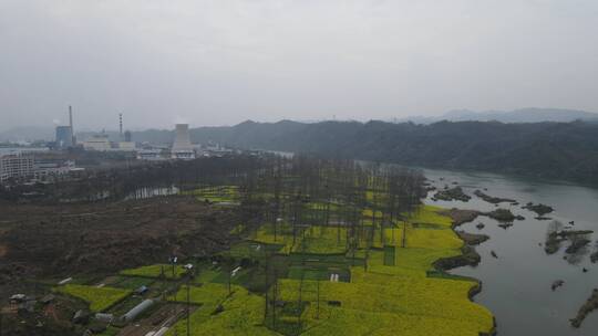 航拍乡村田野春季油菜花