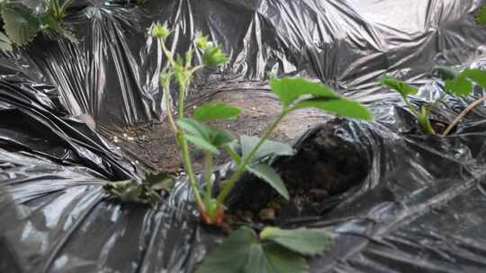 草莓园 农田 农业作物 水果 绿色植物 温室