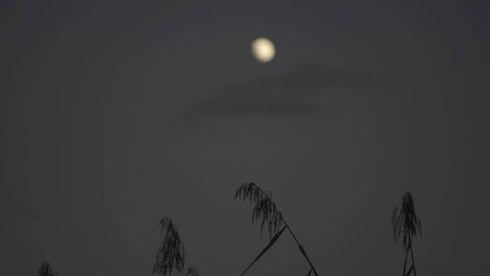 夜色月亮芦苇荡