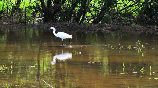 杭州生态湿地候鸟迁徙湿地飞鸟白鹭环境动物
