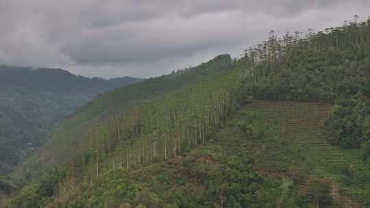 云南景迈山航拍