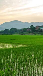 乡村田园自然风光4k