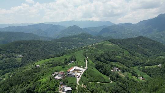 航拍高山茶叶种植基地